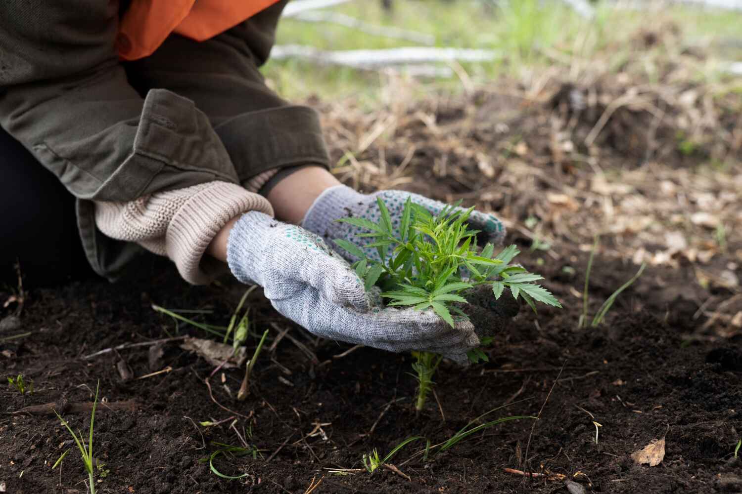  Rson, CA TreeGuard Tree Service Pros